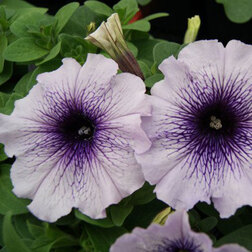 ������ ������ ������� ����������� ����� ��� �� ��� ������ (1��-100�����) ���������������� ������   ����