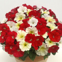 ������ ������ ������� ��������� ���� �������� ���������� (��-100�����) ���������������� ������   ����