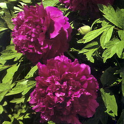 ������ ������ ���� ����������� ��������� ����   ����