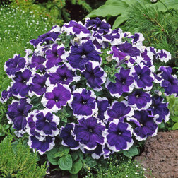 ������ ������ ������� ����������� ����� ������ ��� (��-1000�����) ���������������� ������   ����