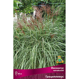 ������ ������ ������� ���������� ���������� �����������   ����