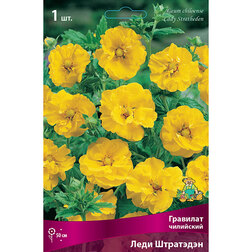 ������ ������ �������� ��������� ���� ���������   ����