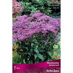 ������ ������ ��������� ��������� ���� ���   ����