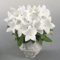 ������ ������ ���������� ��� ���� ���� (��-100��) ���������������� ������   ����