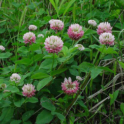 ������ ������ ������ ��������� ������� (1��-100��)   ����