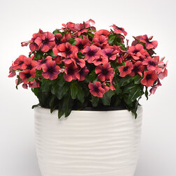 ������ ������ ���������� ���� ������ (��-100��) ���������������� ������   ����