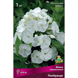 ������ ������ ����� ����������� ���������   ����