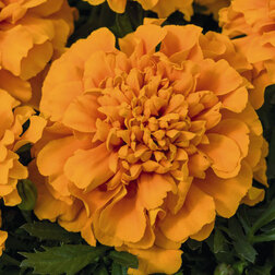 ������ ������ �������� ����������� ����� ����� ����� (��-1000��) ���������������� ������   ����