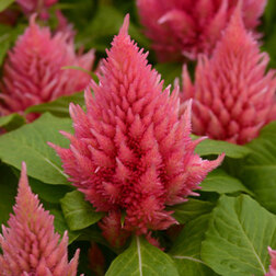 ������ ������ ������� �������� ��� ���� ������ (1��-1000��) ���������������� ������   ����