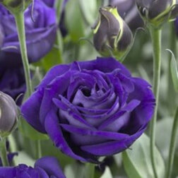 ������ ������ ������� ��������������� ����� III ����� (1��-1000�����)   ����