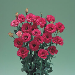 ������ ������ ������� ��������������� ����� III ��� (1��-1000�����) ���������������� ������   ����