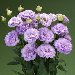 ������ ������ ������� ��������������� ������� II �������� (1��-1000�����)   ����