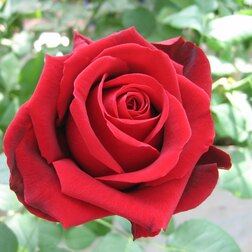 ������ ������ ���� �����-��������� ����� ���   ����