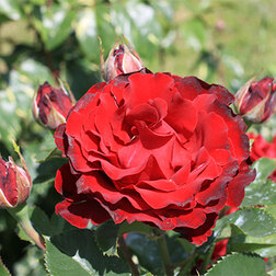 ������ ������ ���� �����-��������� ������ �������   ����