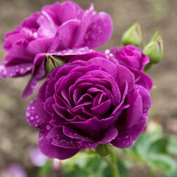 ������ ������ ���� ���������� �������   ����