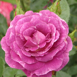 ������ ������ ���� ���������� ���������   ����