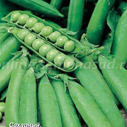 ������ ������ ����� ������� ���������   ����