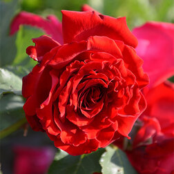 ������ ������ ���� ��������� ���������   ����