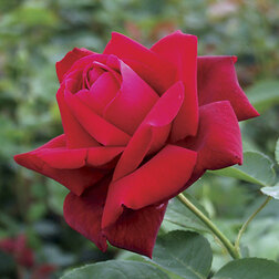 ������ ������ ������� ���� �������� �������� �������� (���������)   ����