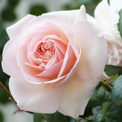 ������ ������ ���� ��������� ����� ����   ����