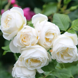 ������ ������ ���� ��������� ������� �����������   ����