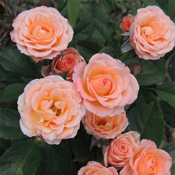 ������ ������ ���� ����������� �������   ����