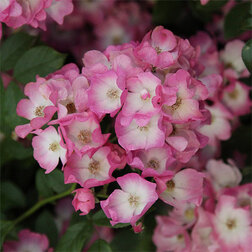 ������ ������ ���� ��������� ������� ��������   ����