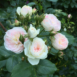 ������ ������ ���� ��������� ������� ����� �����   ����