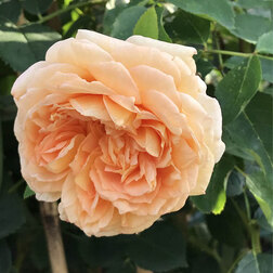 ������ ������ ���� ���������� �������� �������   ����