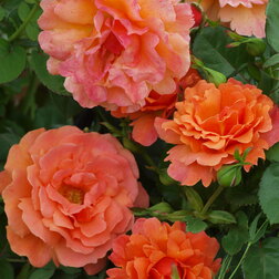 ������ ������ ���� ������� ���������� ��� ���� ��   ����