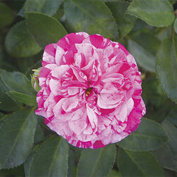 ������ ������ ���� ����������� ����� ������ �����   ����