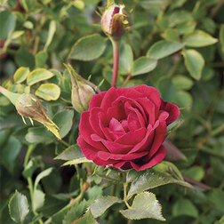 ������ ������ ���� ����������� ����� ������ ����   ����