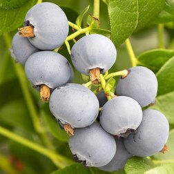 ������ ������ �������� ������������ �������   ����