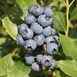 ������ ������ �������� ������������ ������   ����