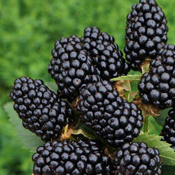 ������ ������ ������� ������� (���������)   ����