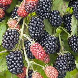 ������ ������ ������� ������ ����� ��������� (���������)   ����