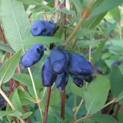 ������ ������ ��������� ��������� �������   ����