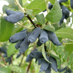 ������ ������ ��������� ��������� �������   ����