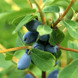 ������ ������ ��������� ��������� �������   ����