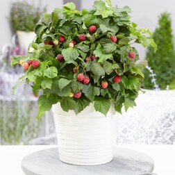 ������ ������ ������ ������������ ����������� ���� (����� �����)   ����