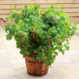 ������ ������ ������ ���� ����� (����� �����) (��� �����)   ����