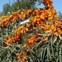 ������ ������ �������� ���������   ����