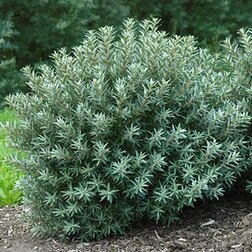 ������ ������ �������� ����� (�������, ���������)   ����