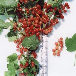 ������ ������ ��������� ������� ��������   ����