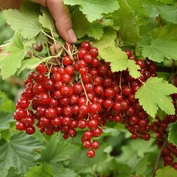 ������ ������ ��������� ������� �������   ����