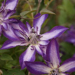 ������ ������ �������� ������������ (������) ����� ����   ����