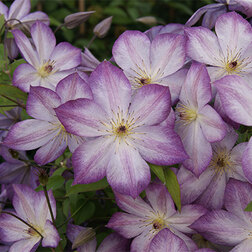 ������ ������ �������� ������������ �����   ����