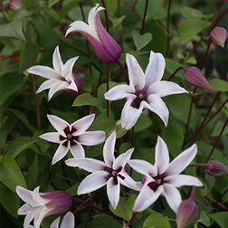 ������ ������ �������� ������������ �������� ����   ����