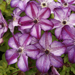 ������ ������ �������� ����� ����   ����