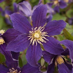 ������ ������ �������� ������������ ������ ����   ����